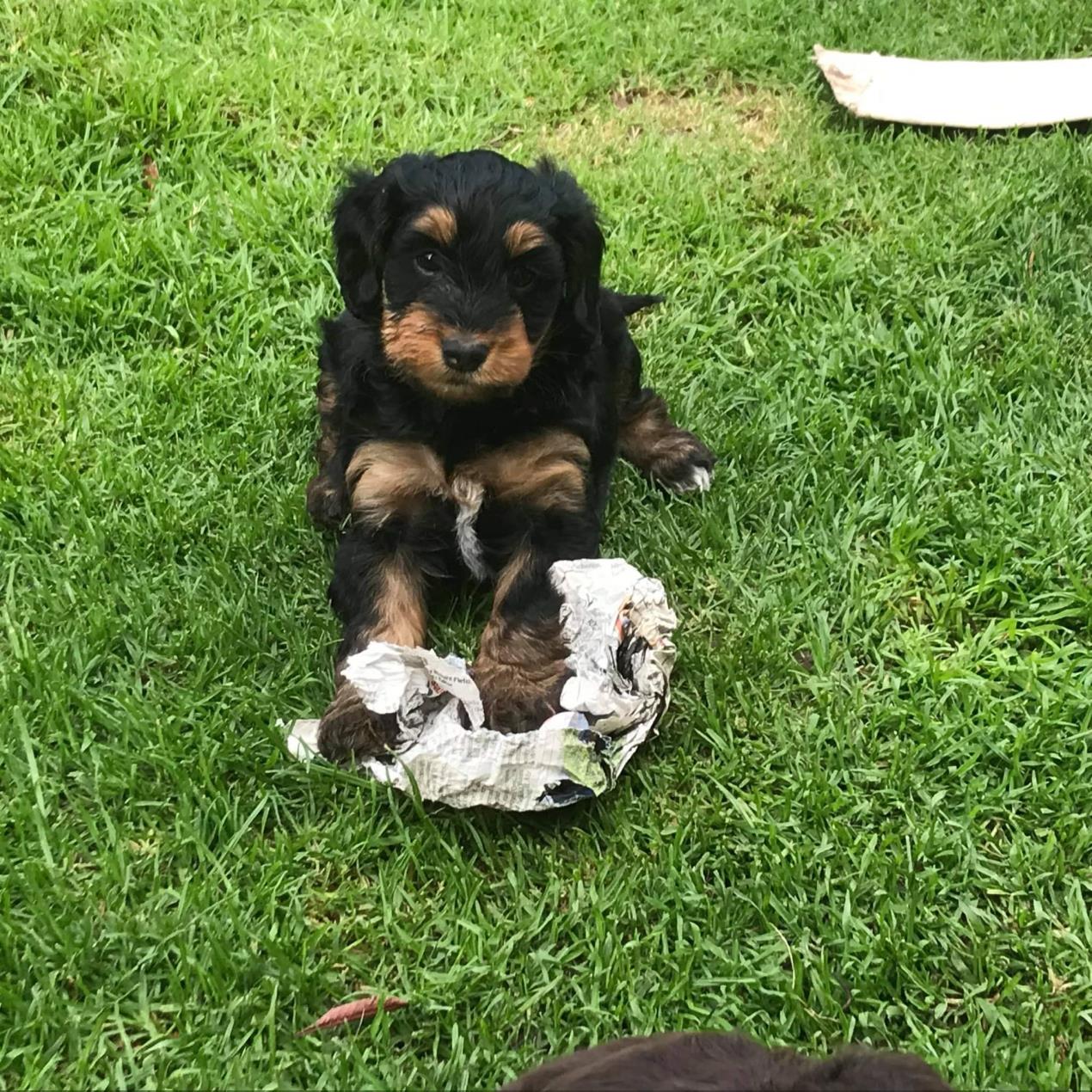Puppies 3