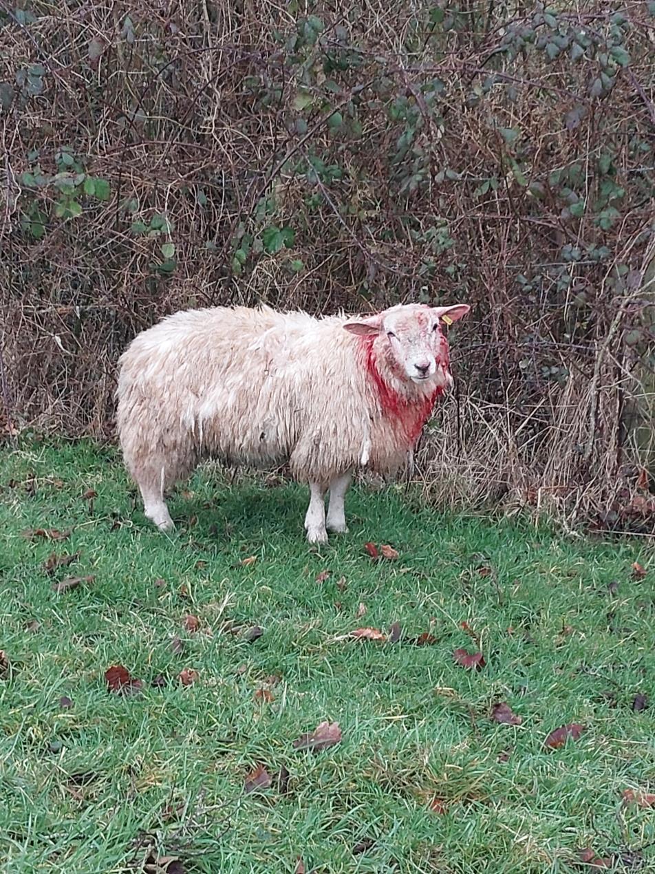 Injured sheep