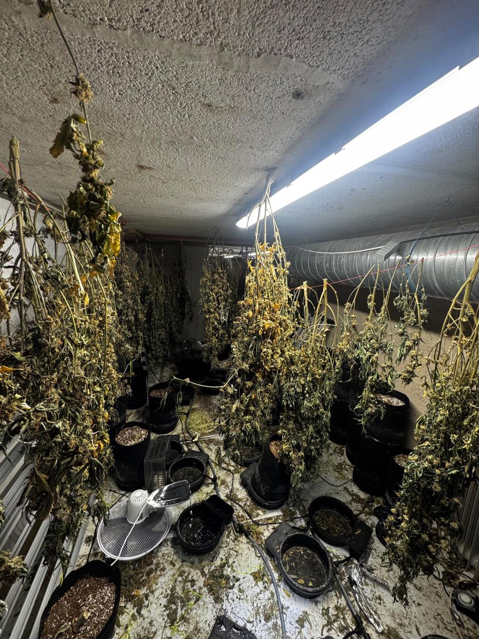 Paignton cannabis grow