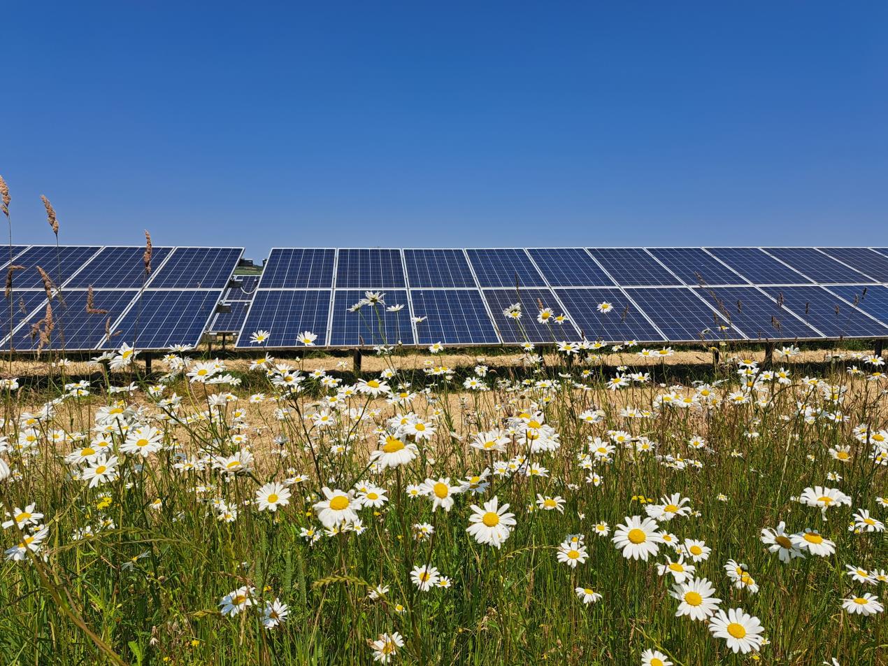 Ox eye daisys in front of panels
