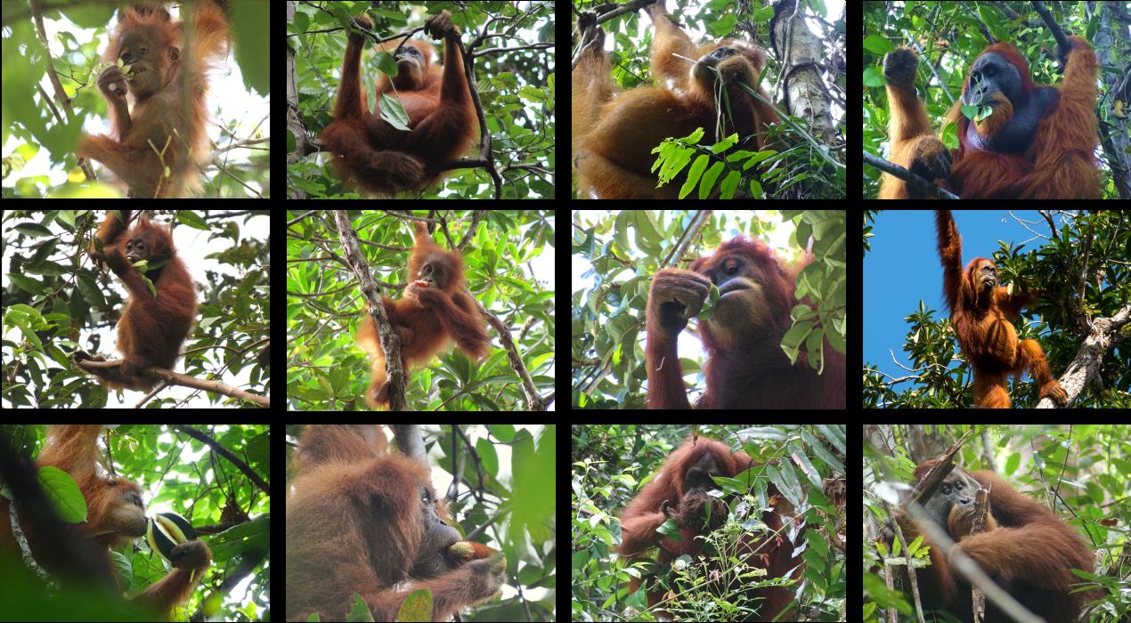 Image_1_CompositeDiet