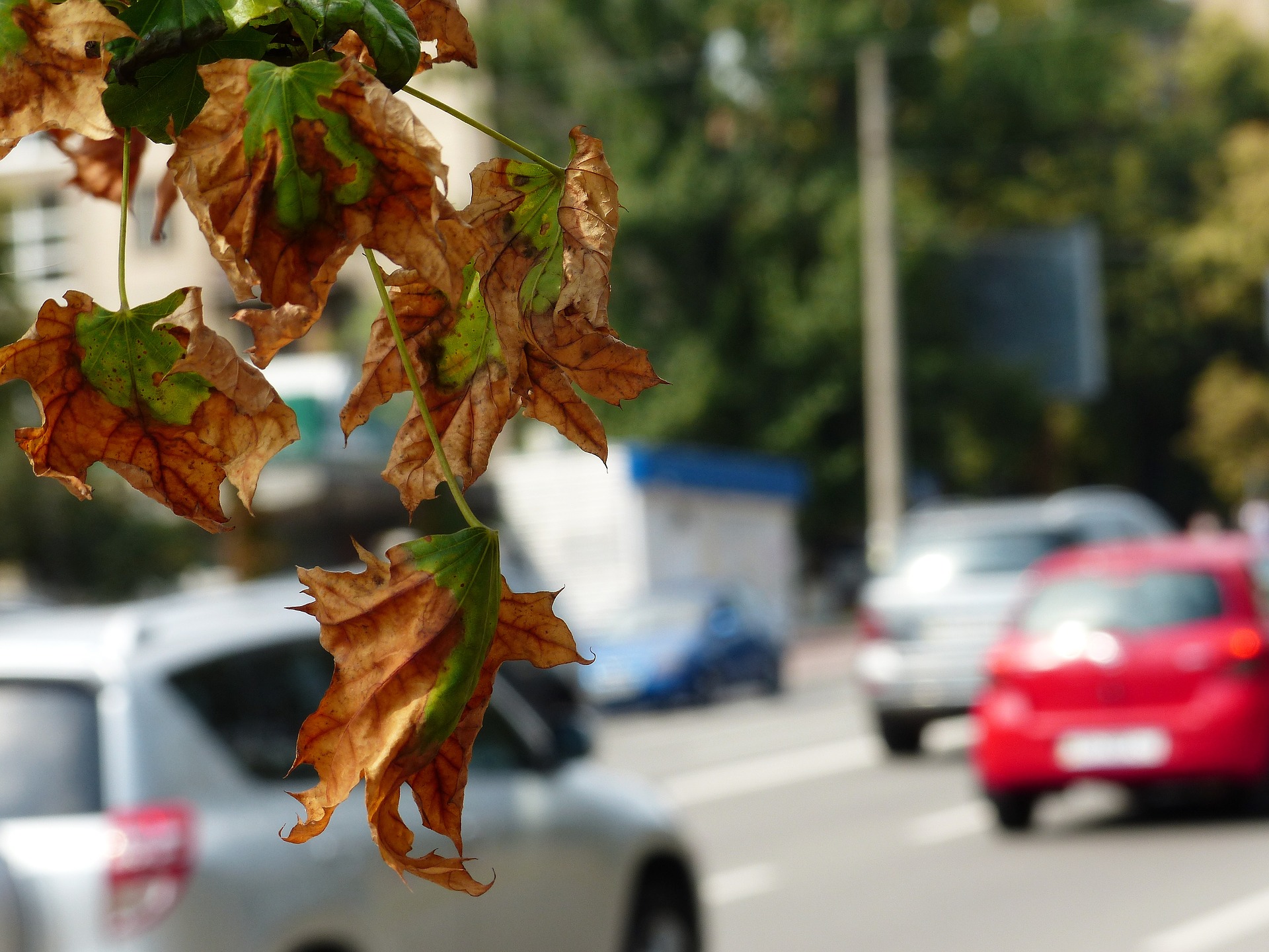 A picture containing tree, outdoor, road, street

Description automatically generated