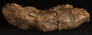 Fossilised Viking poo inspires Poo Day! at Barley Hall