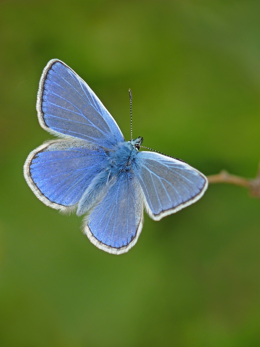 The Common Blue - picture by Neil Hulme