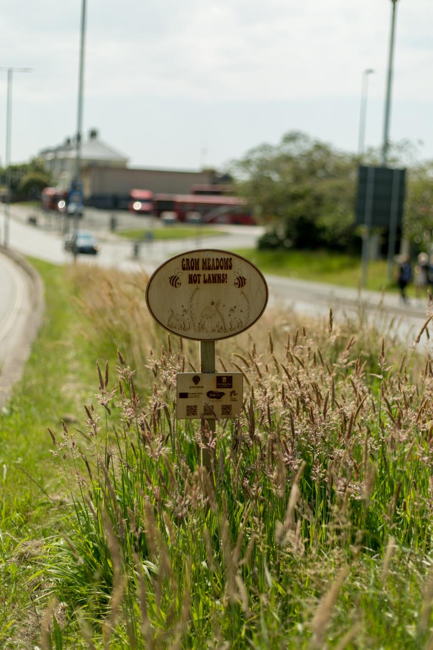 Wildflower meadow sign designed by Eve Newman Image Credit_Ray Goodwin