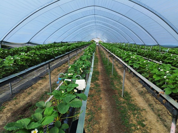 Dole UK x AgriSound - Image of Polly device in Strawberry polytunnel