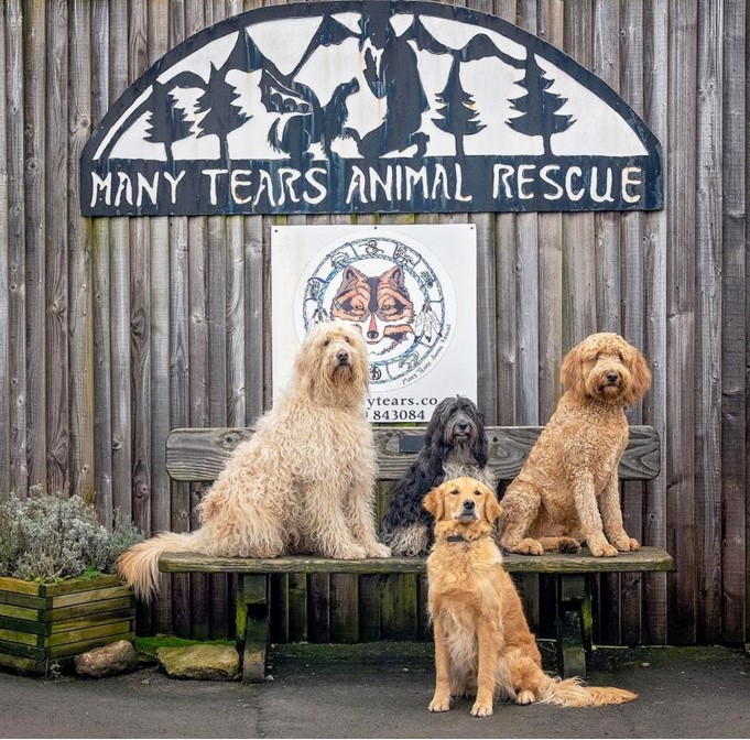 Many Tears Animal Rescue