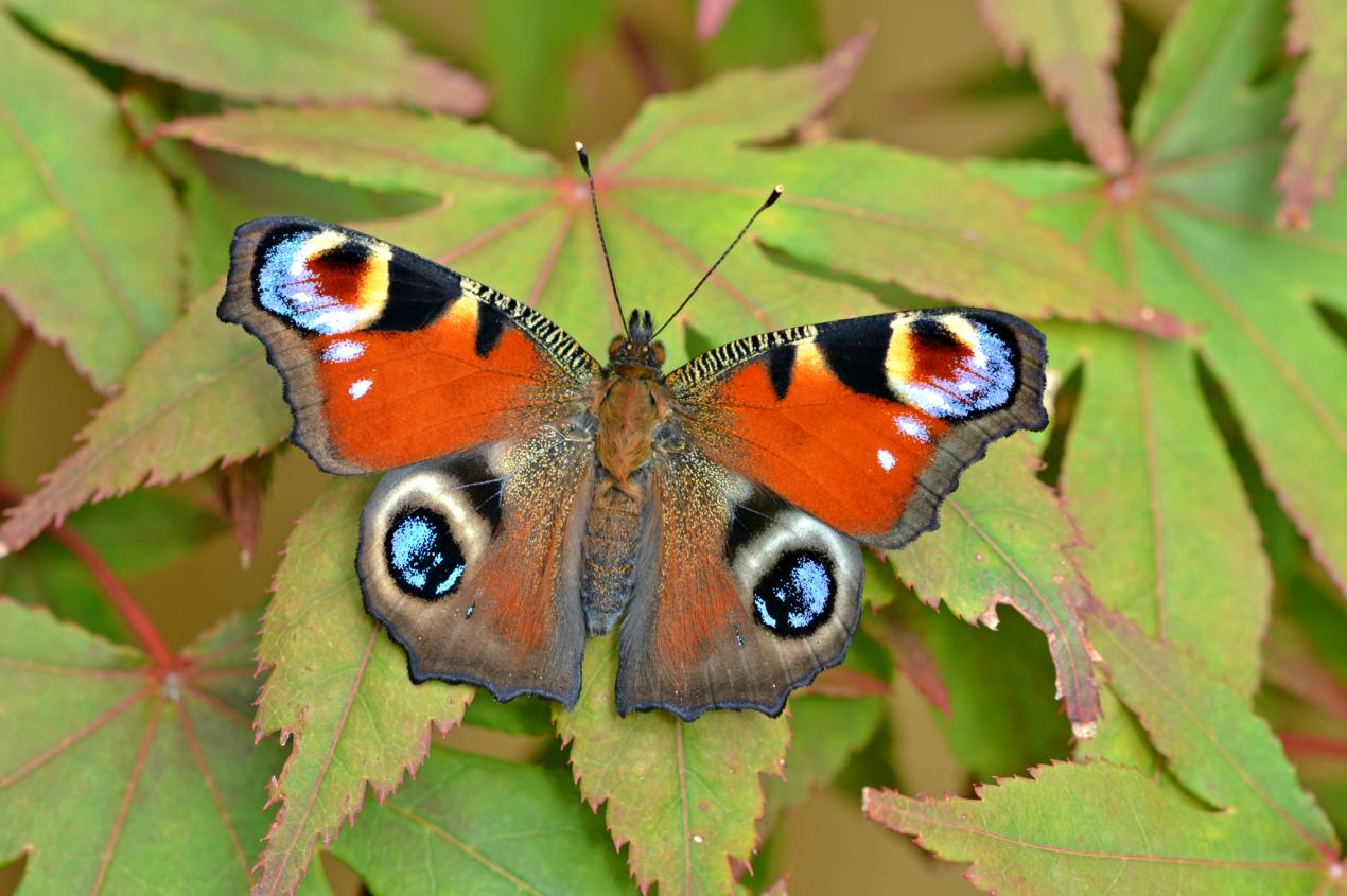 Butterflies on the Move: Scientists Call on Public to Help Track Spread ...