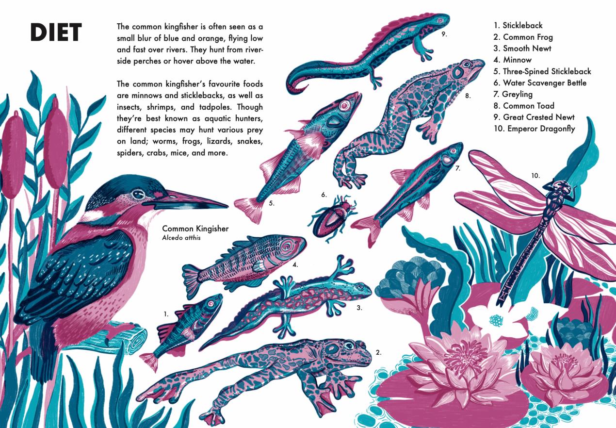 Lucy Hartman - Illustration