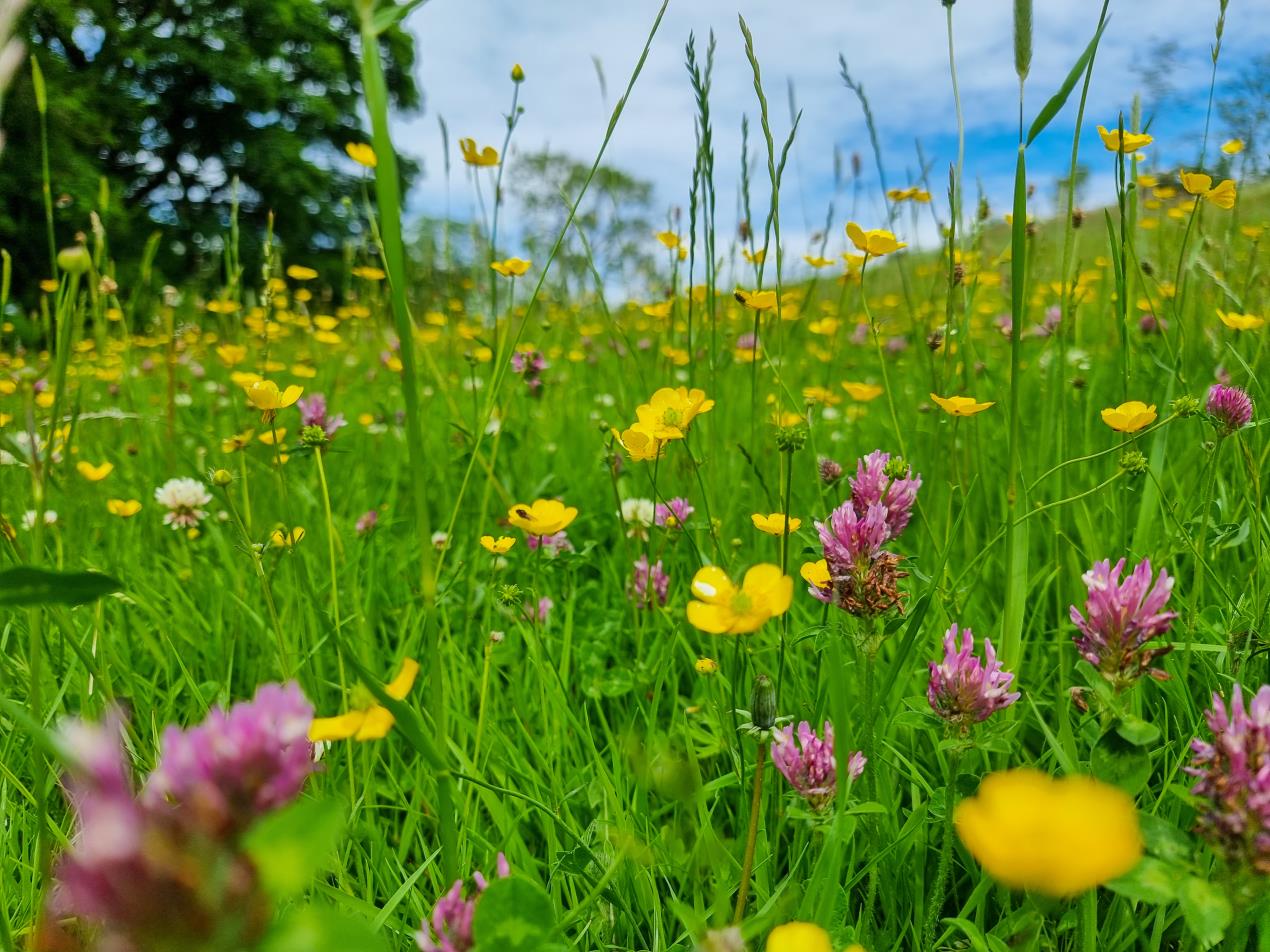 meadow