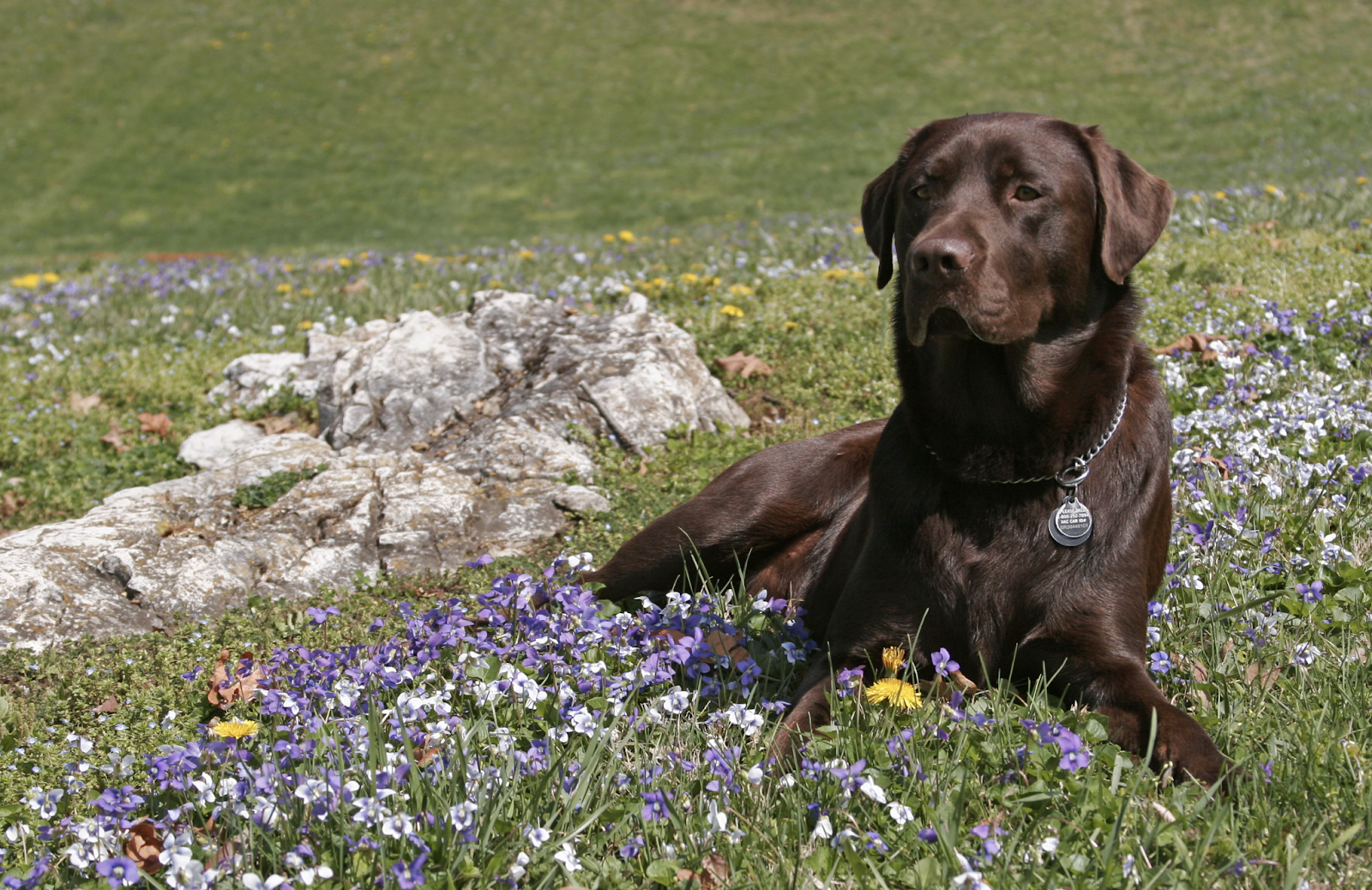 Dog Friendly Botanic Gardens In The North