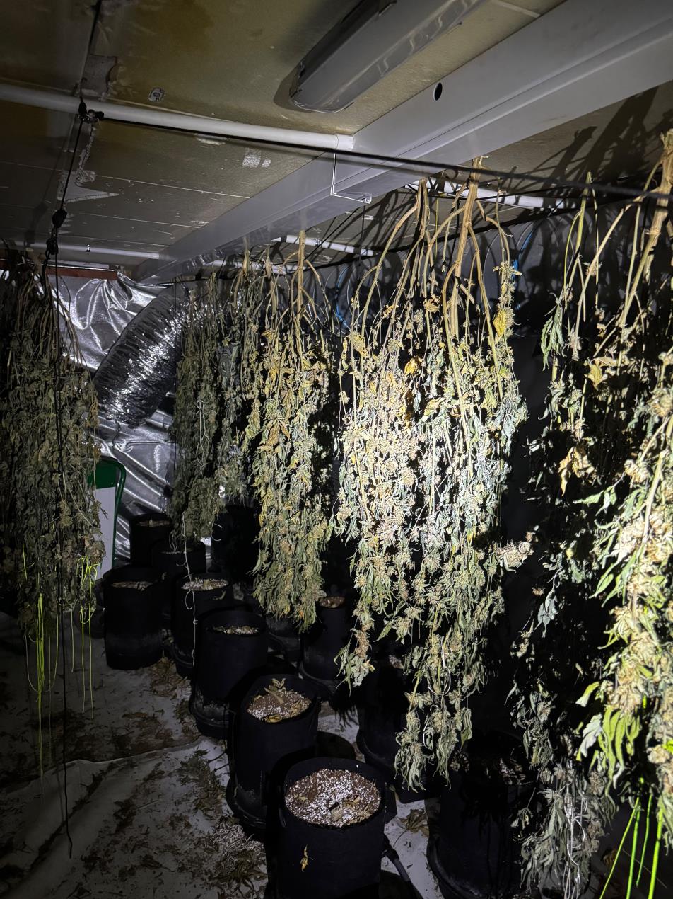Paignton grow 2