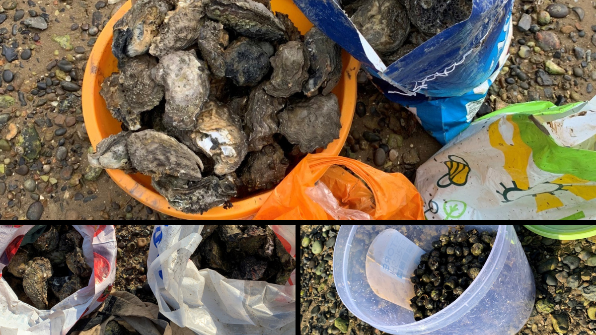 Shellfish in bags and buckets oysters and cockles