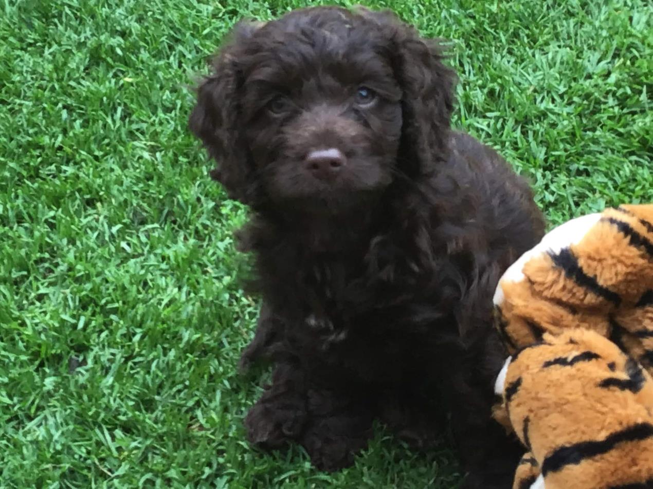 Puppies 2
