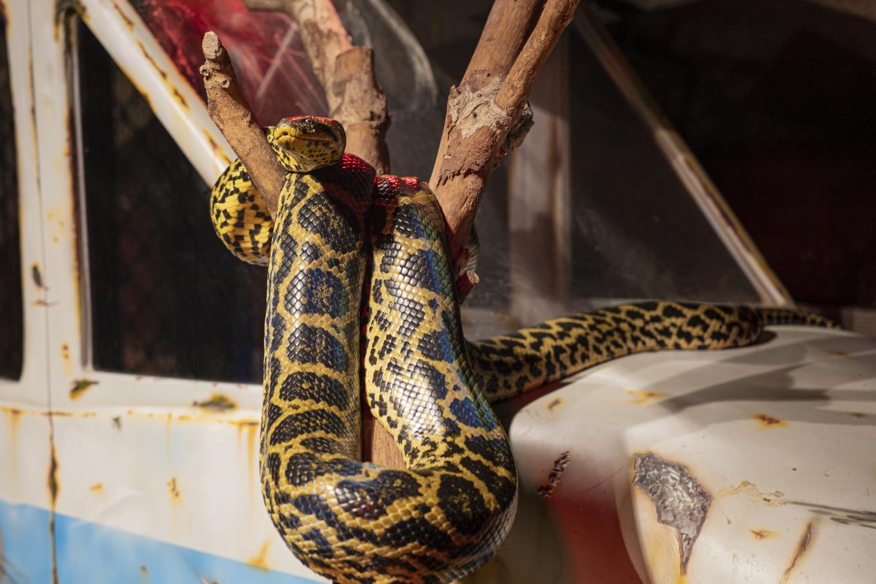 Anaconda-2