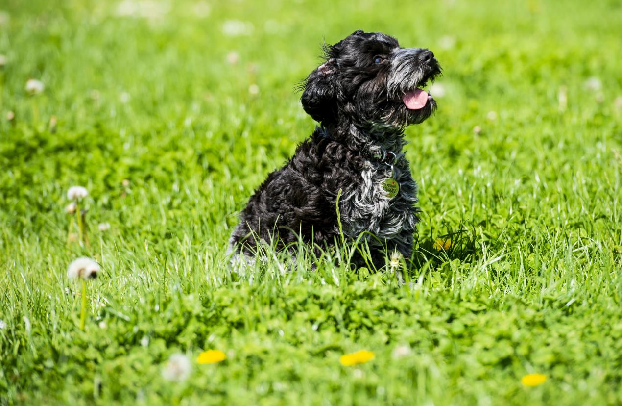 Mylie - Loughborough College's new therapy dog