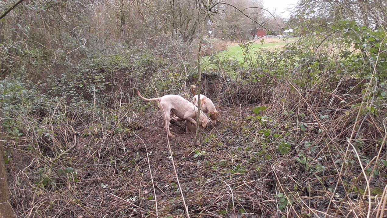 Dogs zoomed out
