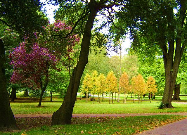 A park with trees and grassDescription automatically generated with low confidence