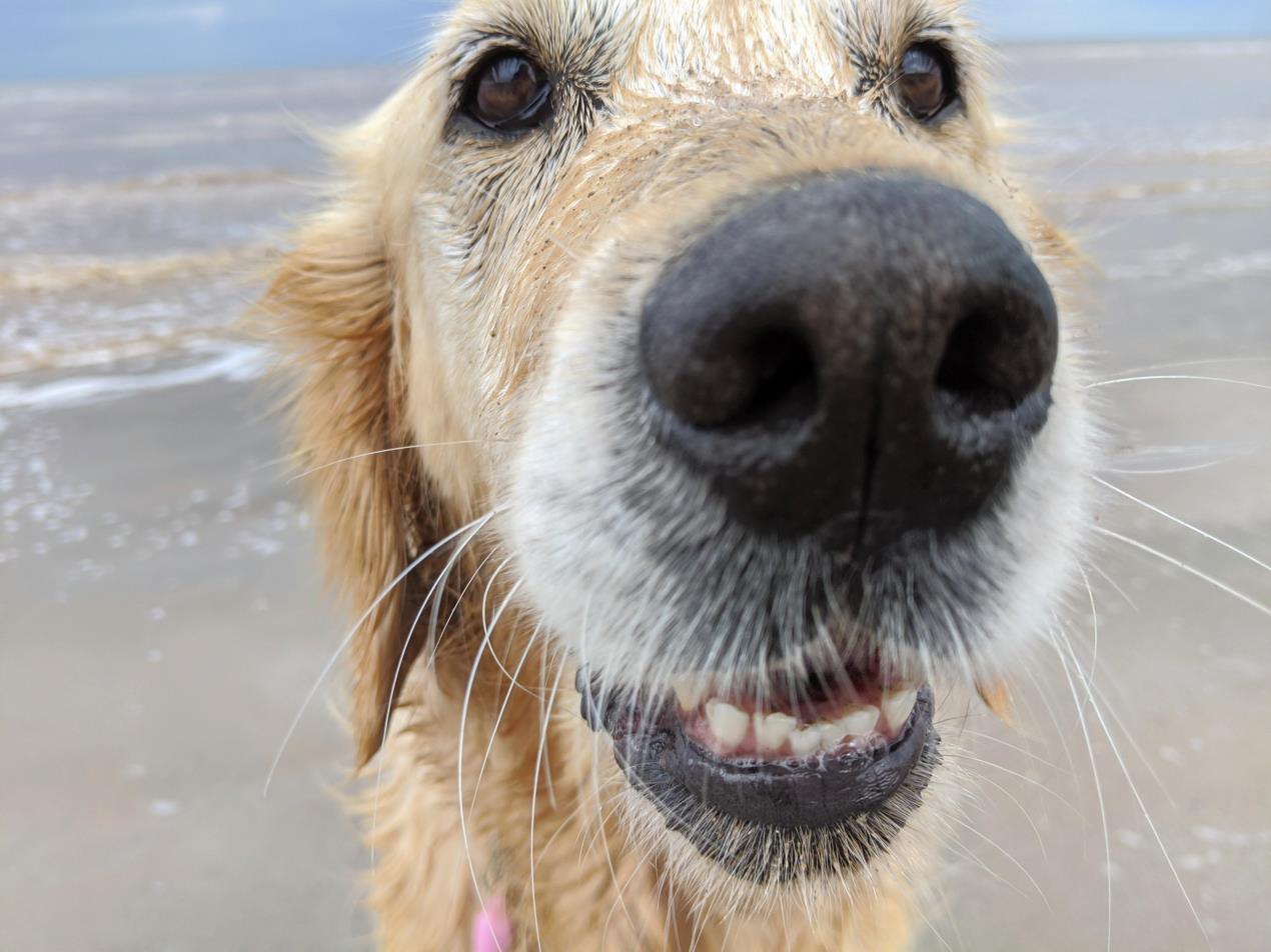 Pet-friendly ice lollies-6