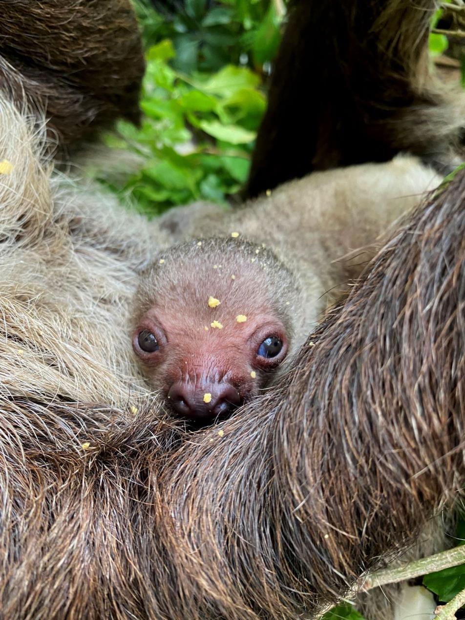 Baby Sloth- The Green Planet 2