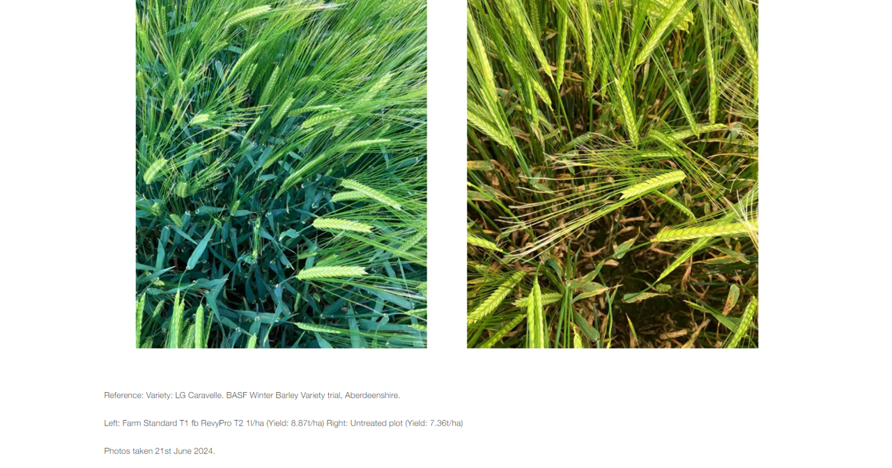 A close-up of a grassDescription automatically generated