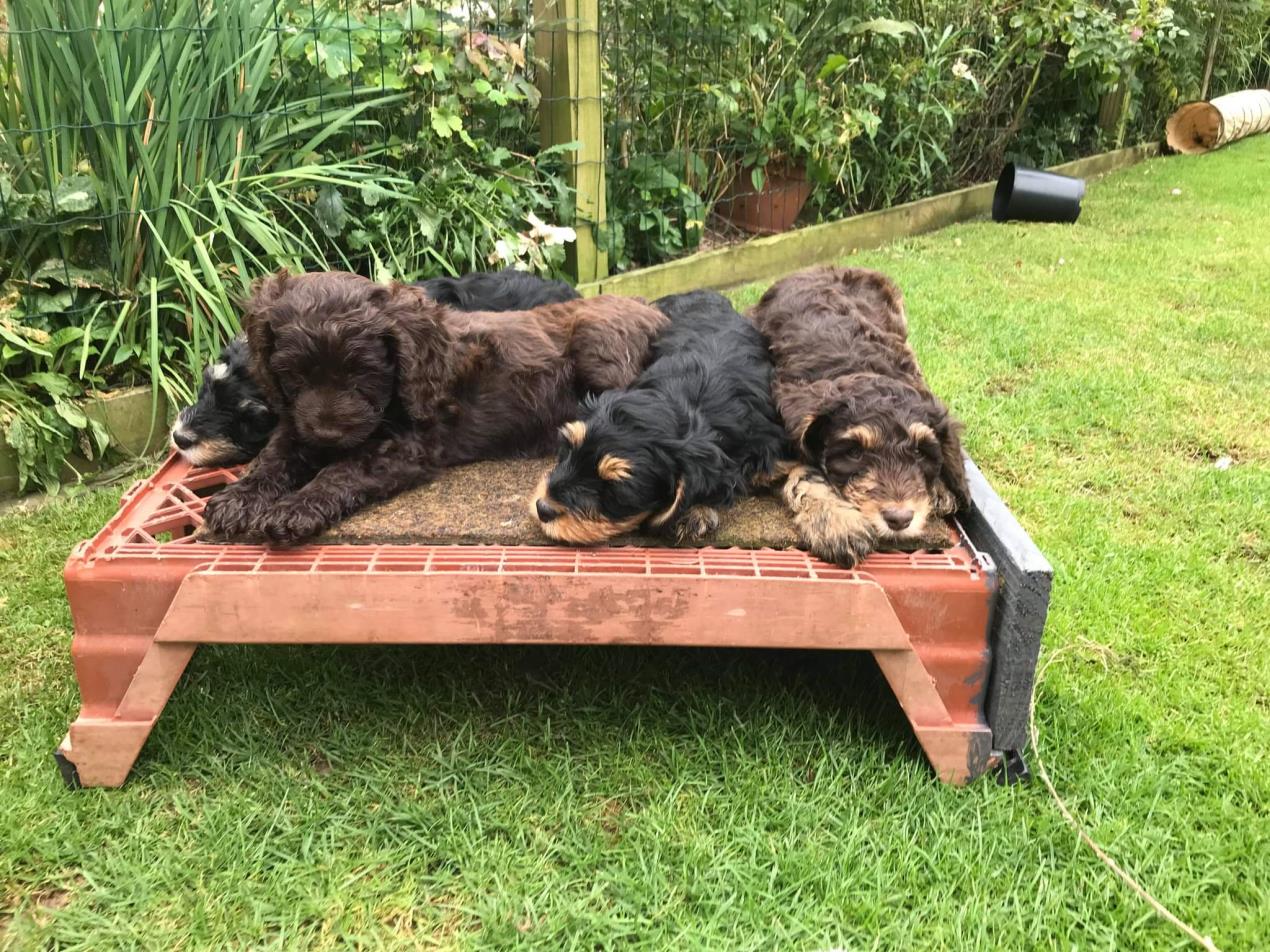 Puppies 4