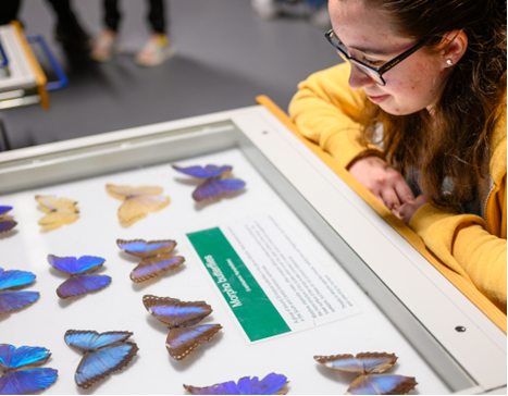 A person looking at butterflies in a caseDescription automatically generated