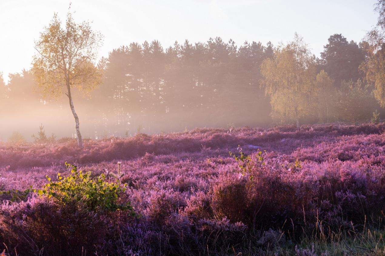 Stedham Common by Sam Moore