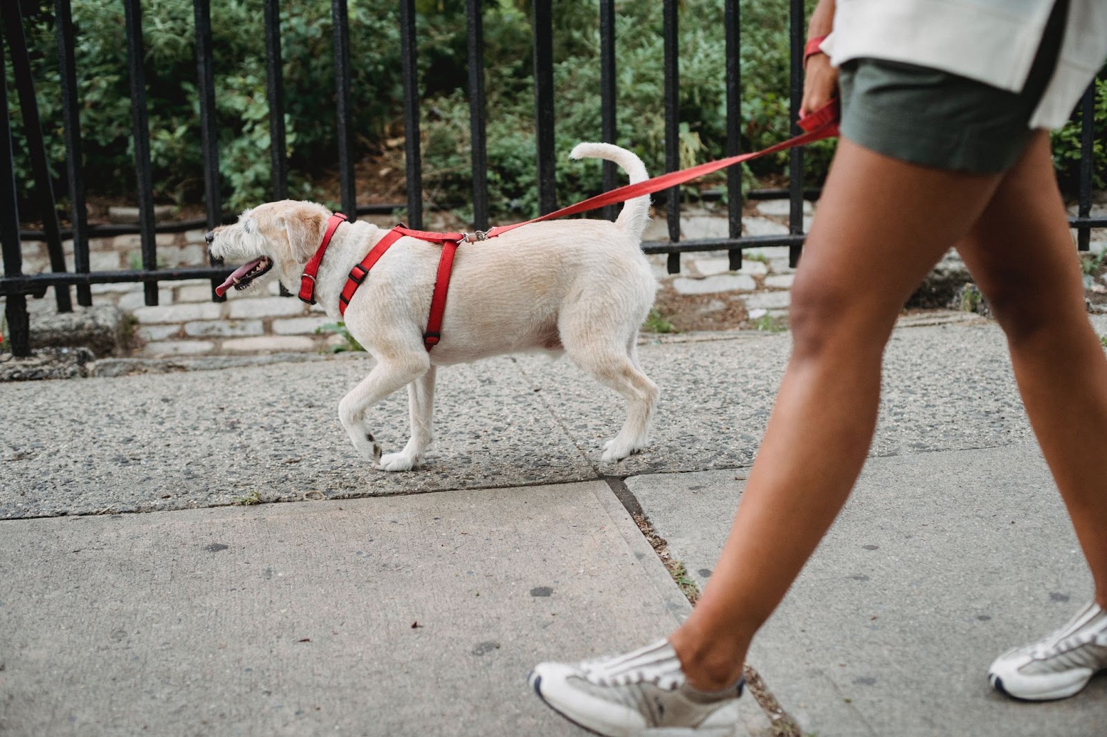 A dog on a leash being walked by a personDescription automatically generated with low confidence