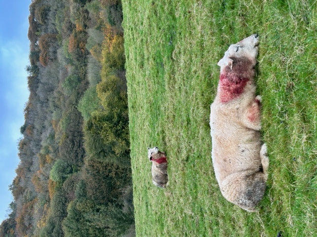 Injured sheep 2 Nov 2023