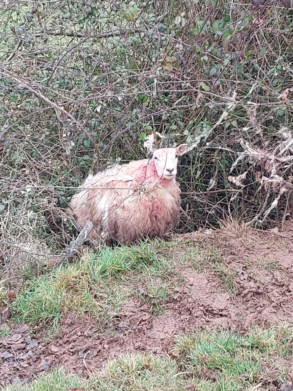 Injured sheep