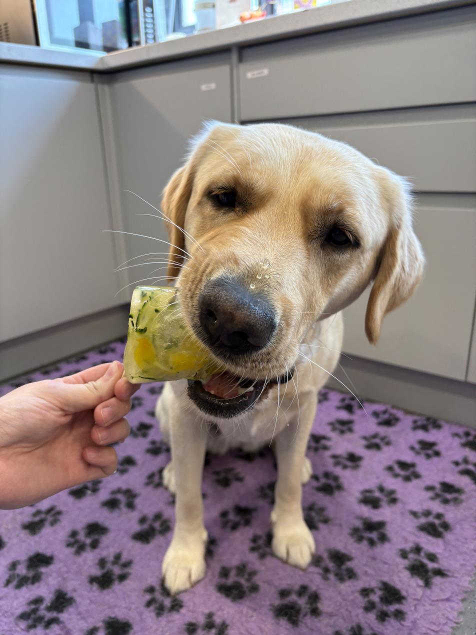 Pet-friendly ice lollies 2