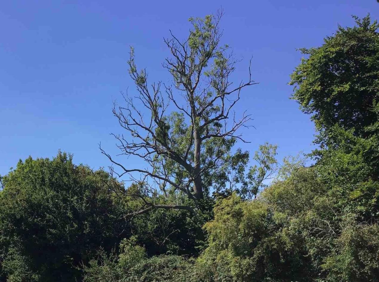 Ash tree showing signs of ash dieback with its significantly reduced crown
