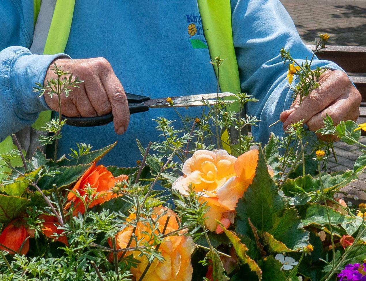 Kingsbridge in Bloom 4 (courtesy of Gill Matthews)