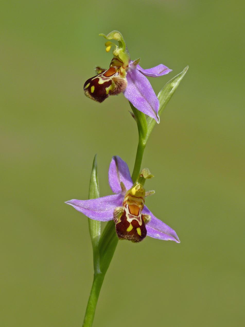 The Bee Orchid - picture by Neil Hulme