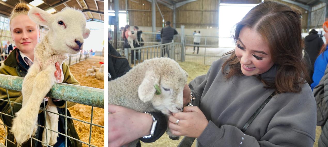 Lambing Montage