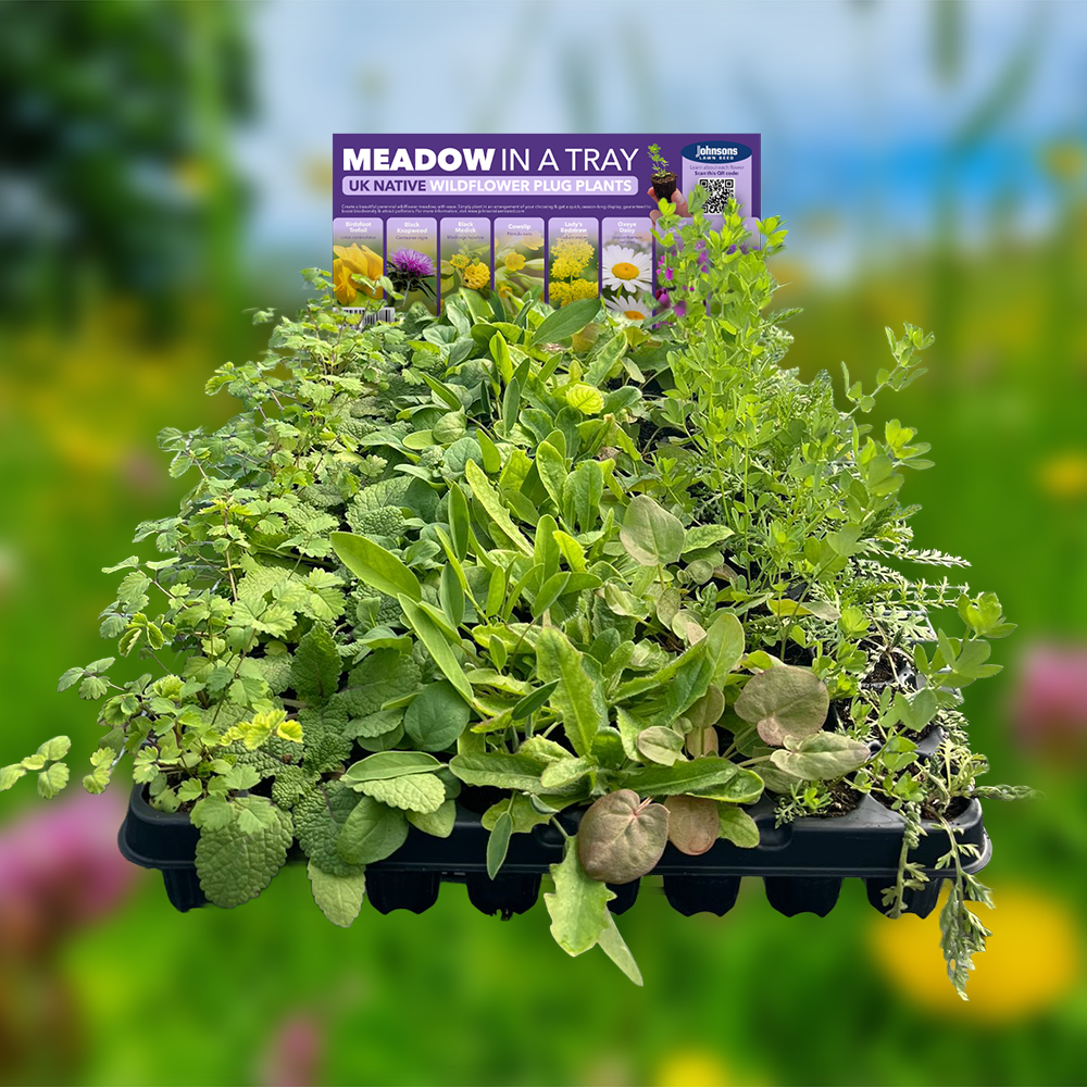 Meadow In A Tray 1